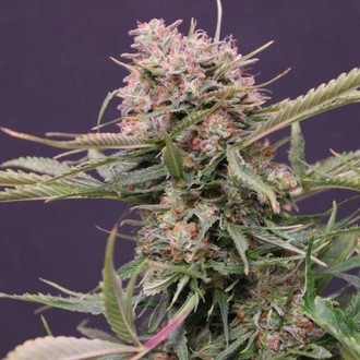 Auto Gigabud (G13 Labs) Feminiserade