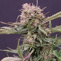 Auto Gigabud (G13 Labs) Feminiserade