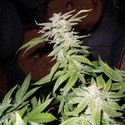 Fromage Blue (Pheno Finder) Feminiserade