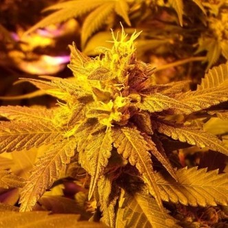 Fromage Blue (Pheno Finder) feminiserade