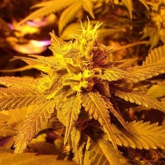 Fromage Blue (Pheno Finder) Feminiserade