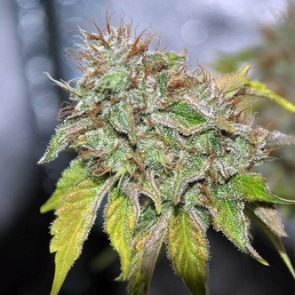Grandaddy Confidential (Pheno Finder) feminiserade cannabisfr&ouml;n