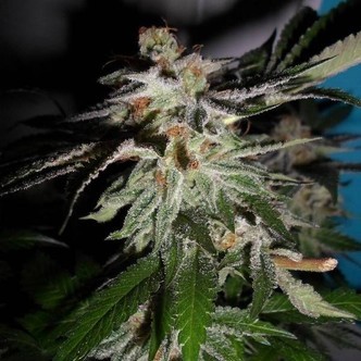 LA Fire (Pheno Finder) feminiserade
