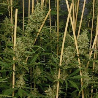 Lemon Bubble (Pheno Finder) Feminiserade