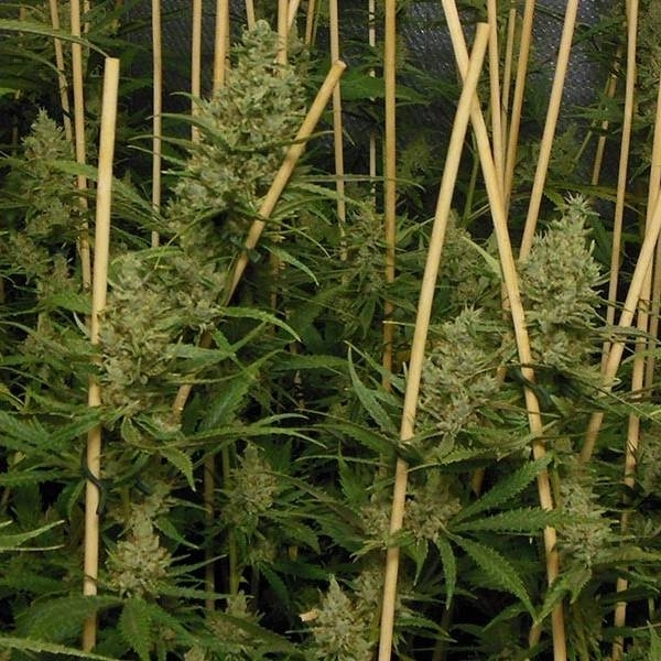 Lemon Bubble (Pheno Finder) Feminiserade