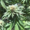 Sour Walker (Pheno Finder) Feminiserade