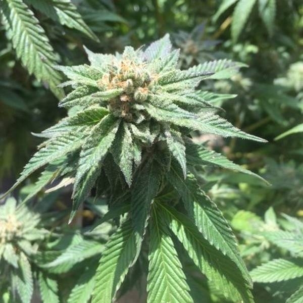 Sour Walker (Pheno Finder) Feminiserade