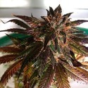 Purple Strawberry Bliss S1 (Pheno Finder) Feminiserade