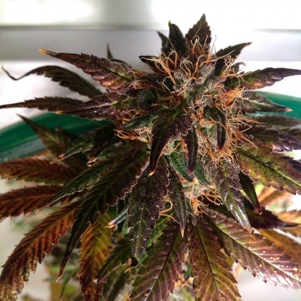 Purple Strawberry Bliss S1 (Pheno Finder) Feminiserade