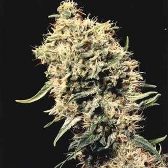 Medicine Man (Mr. Nice) reguljär