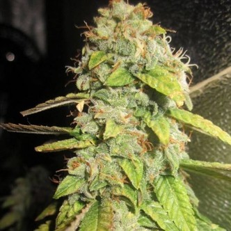 Notorious OG (Pheno Finder) feminiserade cannabisfr&ouml;n