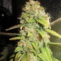Notorious OG (Pheno Finder) Feminiserade
