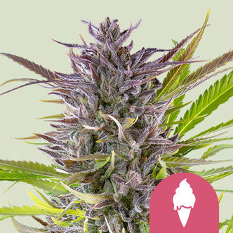 Green Gelato (Royal Queen Seeds) Feminiserade cannabisfr&ouml;n