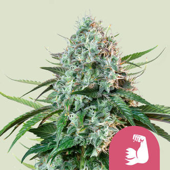 HulkBerry (Royal Queen Seeds) Feminiserade