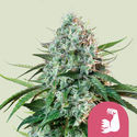 HulkBerry (Royal Queen Seeds) Feminiserade