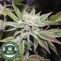 Original Glue | GG4S1 (GGStrains) Feminiserade