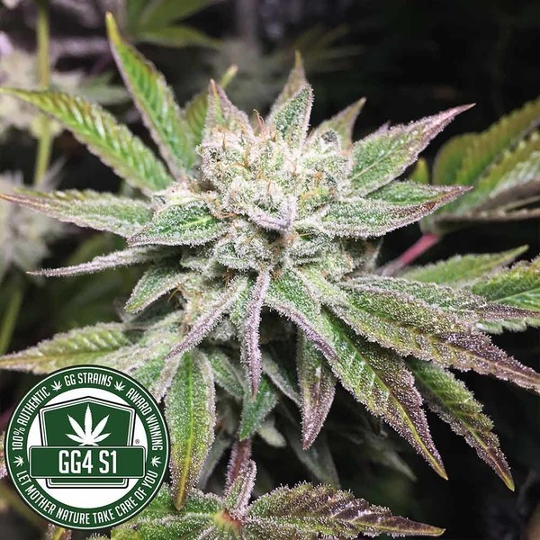 Original Glue | GG4S1 (GGStrains) Feminiserade