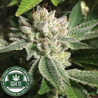 Original Glue | GG4S1 (GGStrains) Feminiserade