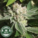 Original Glue | GG4S1 (GGStrains) Feminiserade