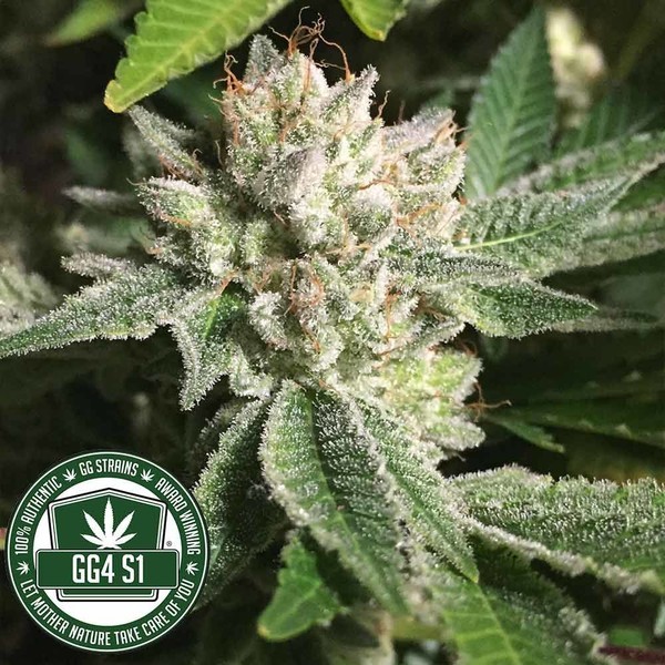 Original Glue | GG4S1 (GGStrains) Feminiserade
