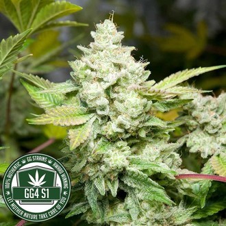 Original Glue | GG4S1 (GGStrains) Feminiserade