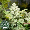 Original Glue | GG4S1 (GGStrains) Feminiserade