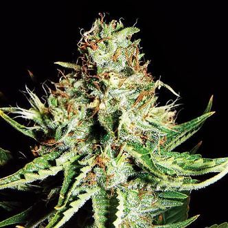 Sweet Cream Auto (Expert Seeds) Feminiserade