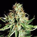 Sweet Cream Auto (Expert Seeds) Feminiserade