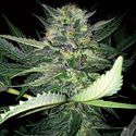 Critical Lights (Expert Seeds) Feminiserade