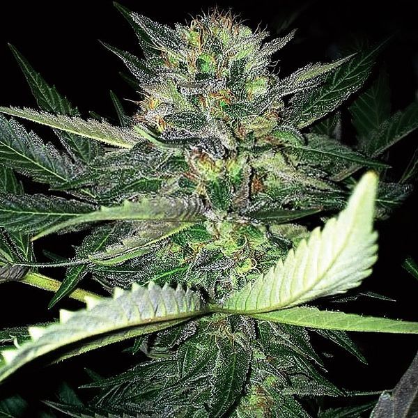 Critical Lights (Expert Seeds) Feminiserade