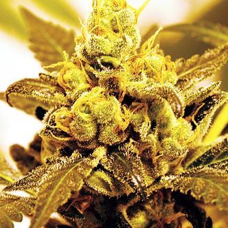 Fruit Salad (Expert Seeds) Feminiserade