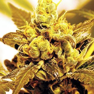 Fruit Salad (Expert Seeds) Feminiserade