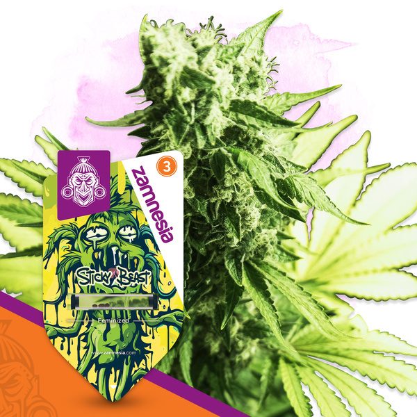Sticky Beast (Zamnesia Seeds) Feminiserade