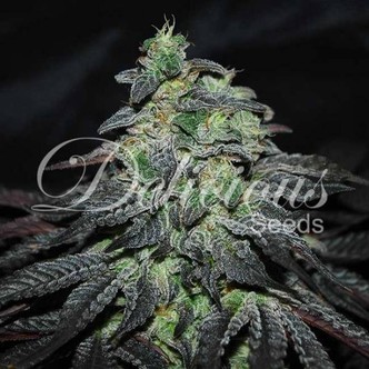 Golosa (Delicious Seeds) feminiserad