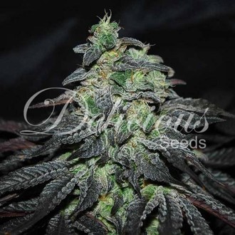 Golosa (Delicious Seeds) Feminiserade