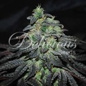 Golosa (Delicious Seeds) Feminiserade