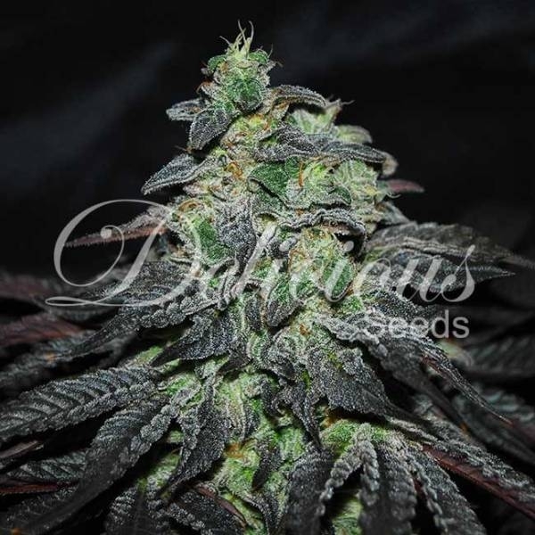 Golosa (Delicious Seeds) Feminiserade