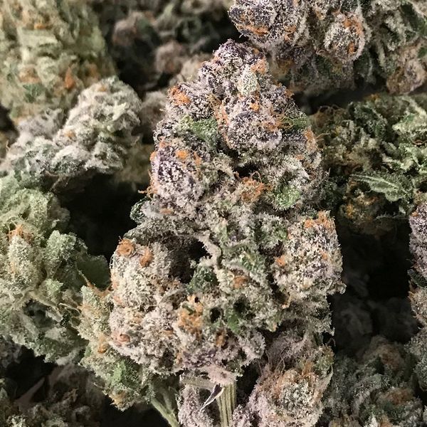 Dark GhostTrain (Rare Dankness) Feminiserade