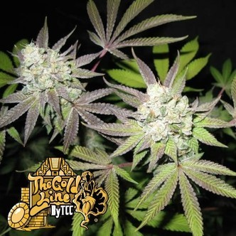 Tiramisu (Cali Connection) feminiserade