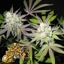 Tiramisu (Cali Connection) Feminiserade