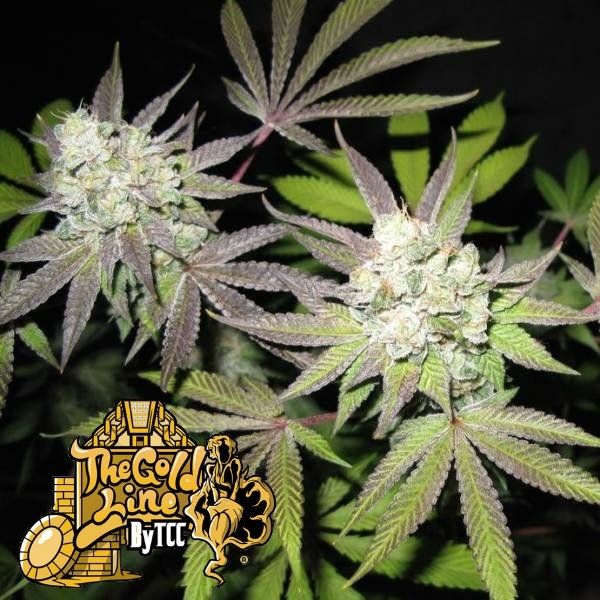 Tiramisu (Cali Connection) Feminiserade