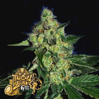 Sugar Mill (Cali Connection) Feminiserade