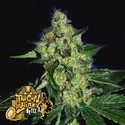 Sugar Mill (Cali Connection) Feminiserade
