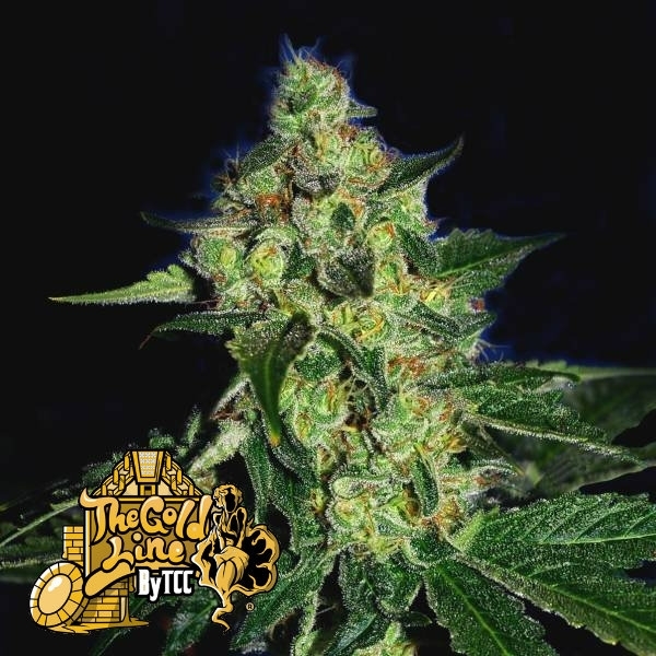 Sugar Mill (Cali Connection) Feminiserade