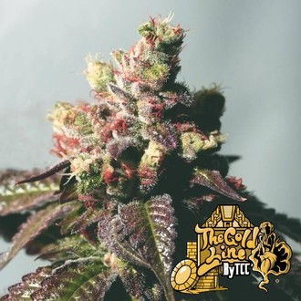 Passion Berry (The Cali Connection) Feminiserade