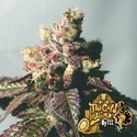 Passion Berry (The Cali Connection) Feminiserade