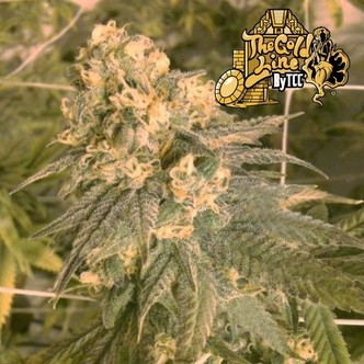Mint Milano (Cali Connection) feminiserade cannabisfr&ouml;n