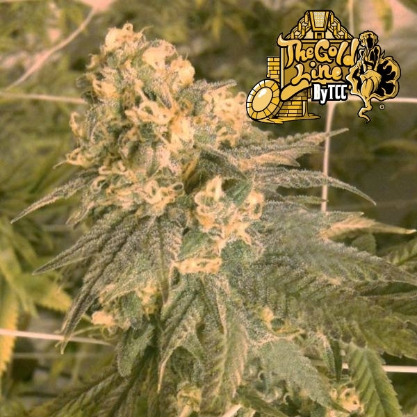 Mint Milano (Cali Connection) Feminiserade