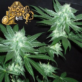 Italian Ice (Cali Connection) feminiserade cannabisfr&ouml;n