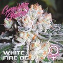White Fire OG (Growers Choice) Feminiserade